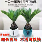 铁树盆景铁树盆景苗客厅盆栽四季常青绿植庭院老桩室内室内耐寒