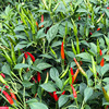 Chaotian pepper seeds seedlings millet spicy seed cluster pepper refers to the seed planting vegetable species of the small red pepper balcony