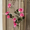 Fenner Bubble Rose