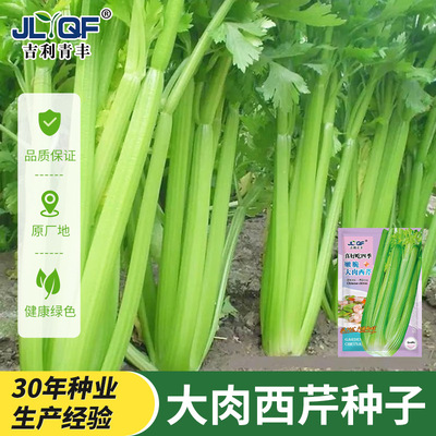 Четыре сезона сельдерея Стекло стеклянное стекло Cuishi Знаменитость растения растения растяжения рапсовые балконы на балкон -дворе рапсовых овощных семян 孑