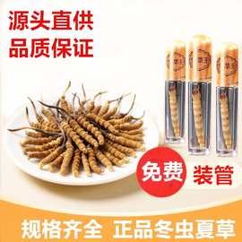 批发正品冬虫夏草大量批发 虫草虫夏草云南虫草