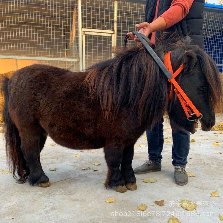 Детская верховая езда Дебао пони лошади жеребенок на продажу
