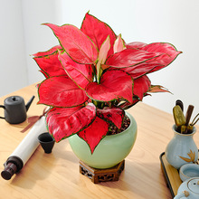 迎吉利红如意皇后竹芋盆栽室内耐荫四季好养绿植桌面万年青水