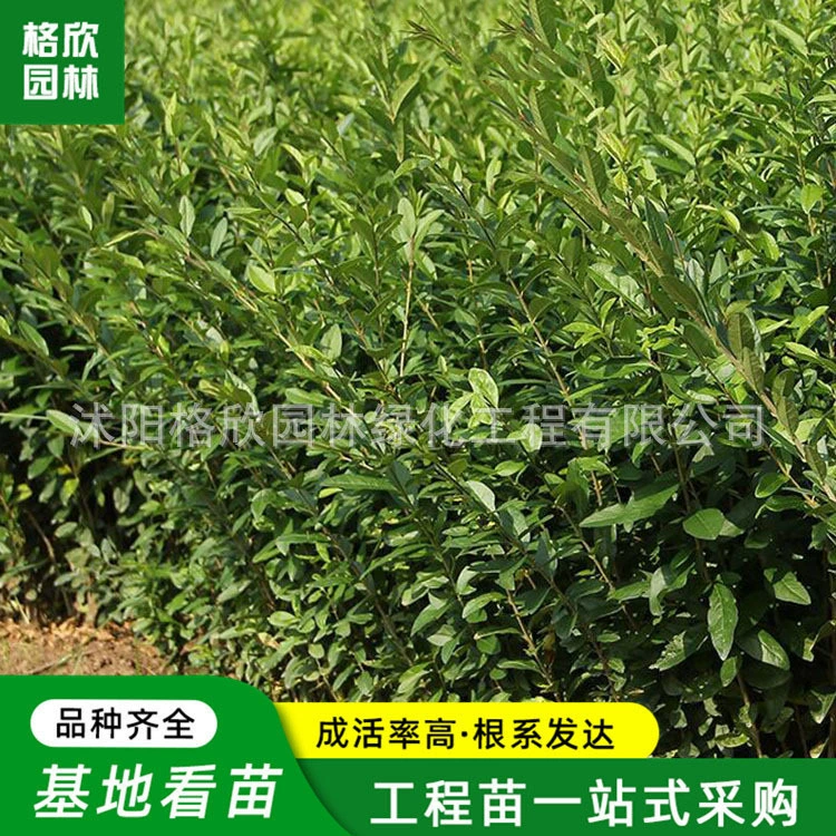 Зеленые листовые водные восковые саженцы оптом защита склонов Озеленение кусты в горшках сусальное золото водный воск Высокие продажи 10 см