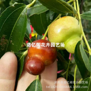 �ش󗗘����޽Ӷ������J���������������ͥԺ�����ϱ����Nֲ