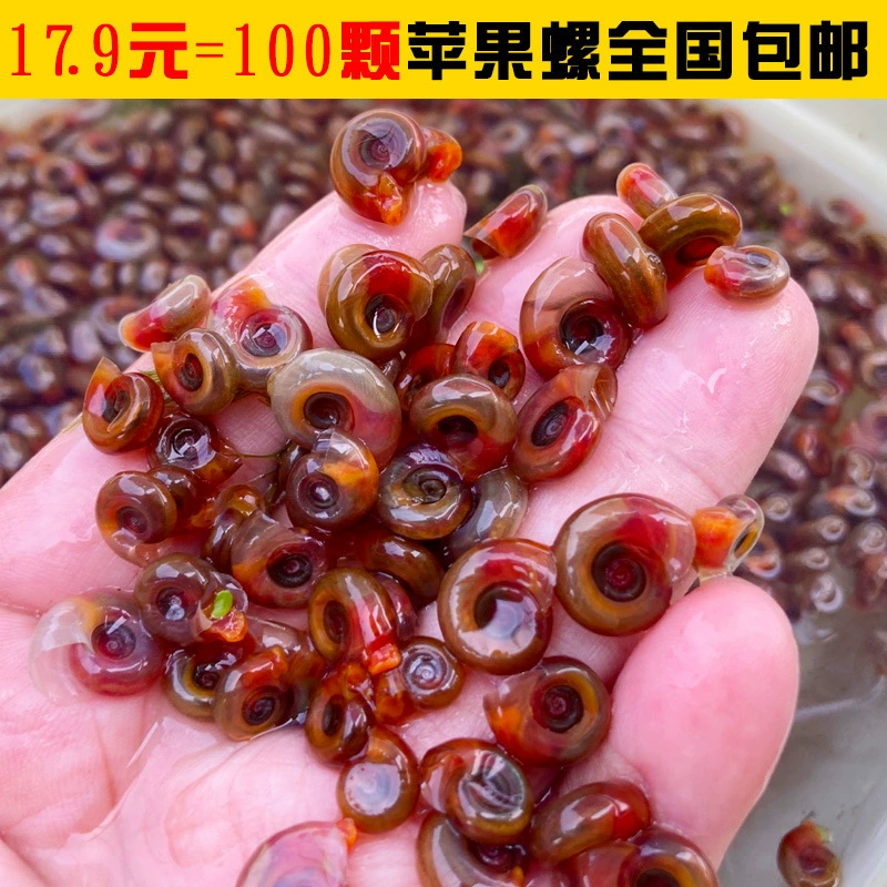 Инструмент для улиток с красным яблоком, удаление улиточных водорослей, улитка, черепаха, голова собаки, натуральная живая наживка, аквариум, питомец, бесплатная доставка