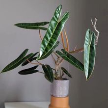 �ȱ����G�q �Ꭷ�^�~ֲ�� �����ǿ��҃ȿ͏d�̨���ԾӼ�Ȥζ�Gֲ