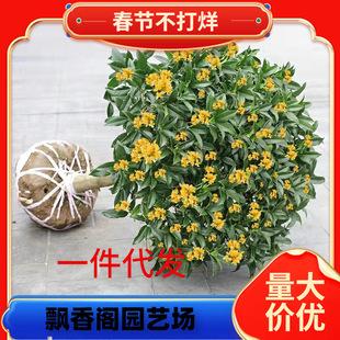 һ�����l�𻨘��������҃��_��ֲ������ͼ޽ӽ�𵤹������ļ�