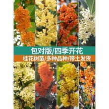 �ļ����𵤹�������㻨�ܹ���޽ӹ����Ե���ͥԺ����