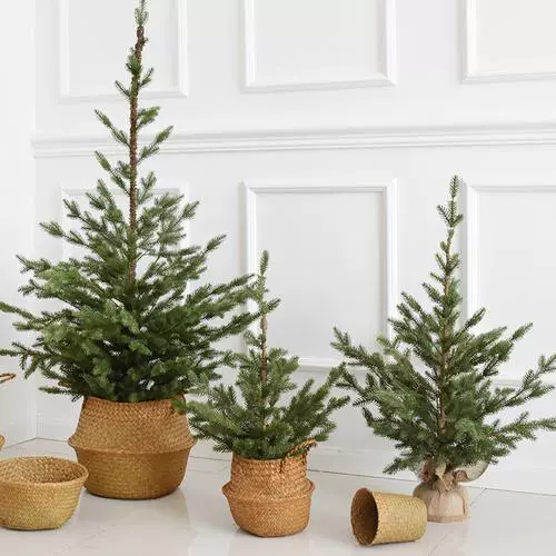 Настоящая елка, настоящая елка, елка в горшке, ель, живая елка, настоящая сосна, бесплатная доставка