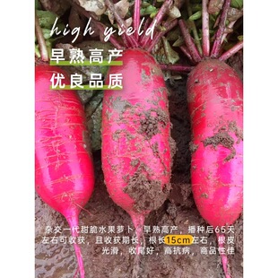 һ�����l�������P��ˮ���}���N�Ӽt�ļtƤ�}���N���ļ����̨����