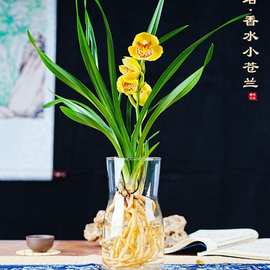 水培香水兰花苗中矮种室内植物浓香四季花卉耐寒植物冬季带花苞