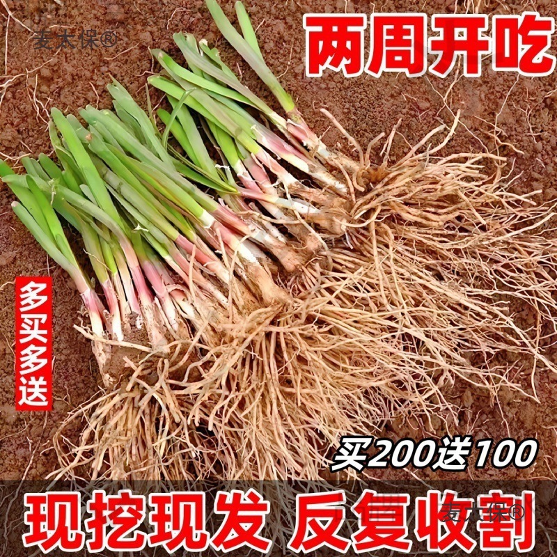独根红韭菜根苗韮菜根颗大盆食用阳台种菜颗韭菜根宽叶室麦太保