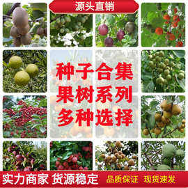 果树种子枸杞种子白果荔枝龙眼香椿核桃花椒葡萄核桃种子四季庭院