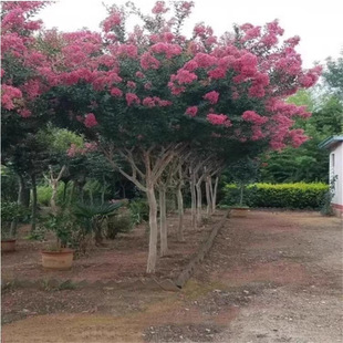 ��ޱ������ޱ���������Ե��Լt���t�����ޱ��ͥԺ���ܾG��������