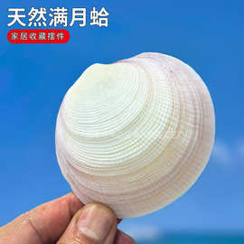 贝壳海螺满月蛤家居橱窗设计礼物装饰鱼缸造景寄居蟹食盆螺钿海洋