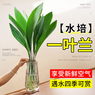 Potted Chlorophytum Hydroponic Plant Indoor Water-Grown Green Plant for Living Room All-Season Evergreen Office Desk Large-Leaf Fresh Flower