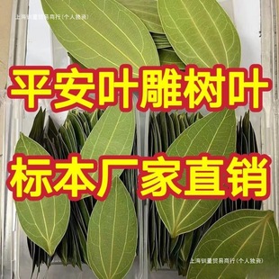 Leaf Carving Leaves Peace Leaves Wholesale Dry Processing Leaf Carving Leaf Specimen Machine Laser Engraving Photo Default