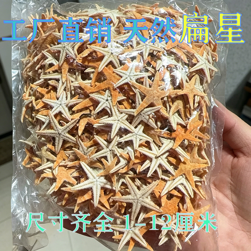 Natural Starfish Study Materials, Flat Star Conch Shell Decorations, DIY Crafts 1- 12cm Wholesale Cross-Border Foreign Trade Natural Starfish Study Materials, Flat Star Conch Shell Decorations, DIY Crafts 1- 12cm Wholesale Cross-Border Foreign Trade