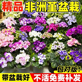 盆栽;园林果树;灌木