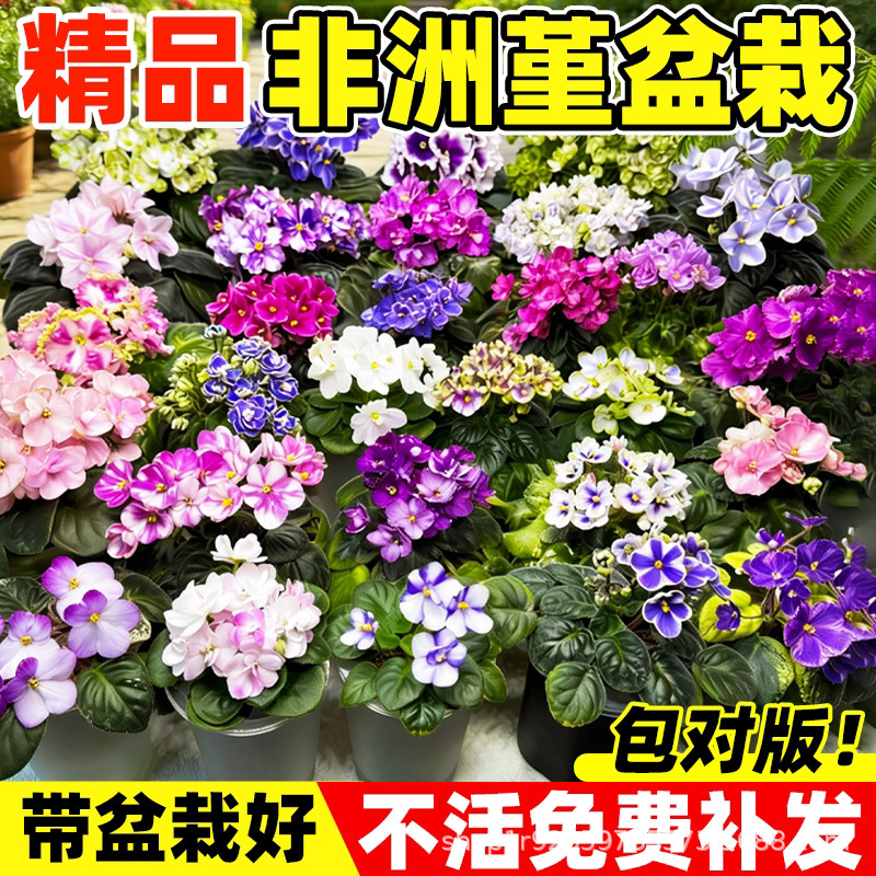 African Pansy Potted Fuchsia Flower Plant, Shade-Tolerant, Continuous Blooming, Green Plant for Indoor Living Room or Office Desk, Easy to Care for All Year Round African Pansy Potted Fuchsia Flower Plant, Shade-Tolerant, Continuous Blooming, Green Plant for Indoor Living Room or Office Desk, Easy to Care for All Year Round