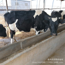 高产奶牛养殖场 肉牛苗 奶牛 小牛 牛犊 西门塔尔 养牛如何销售