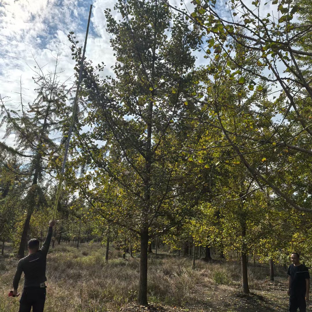 重庆贵州成都银杏树22公分银杏树23公分银杏树25公分银杏树28公分