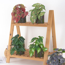 Gֲ辰~ľ[ Ҿӿ͏dkbˇƷ