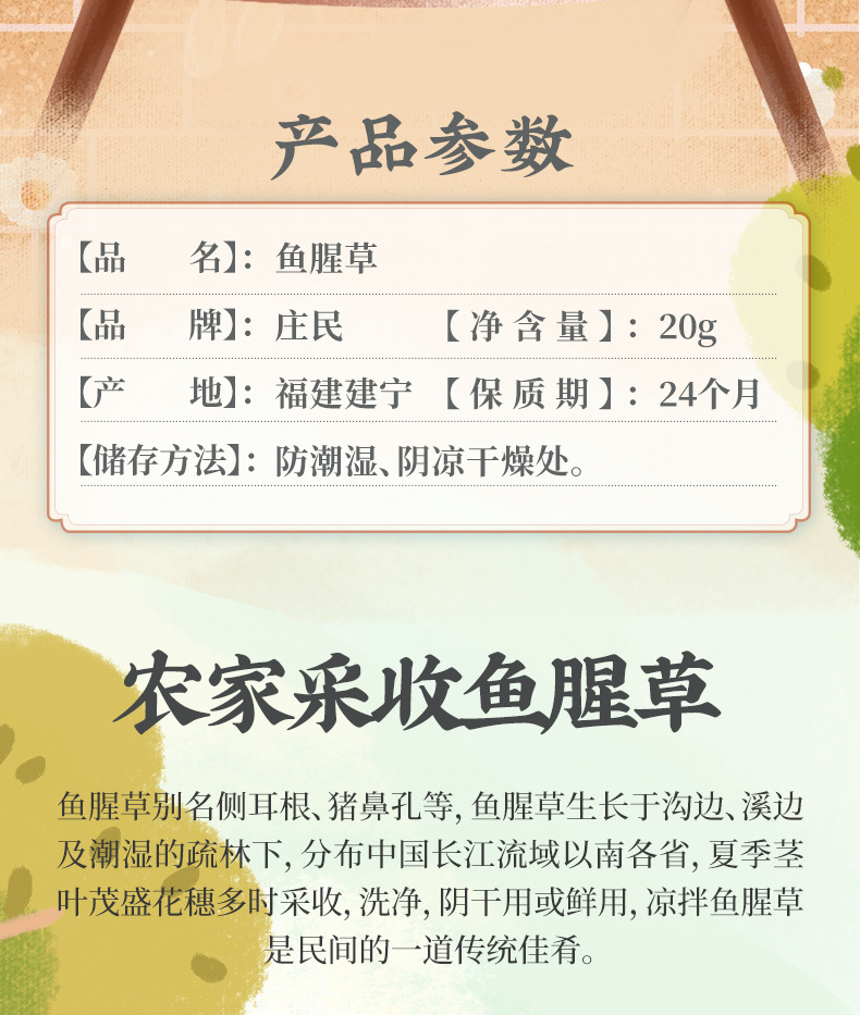 鱼腥草详情_02