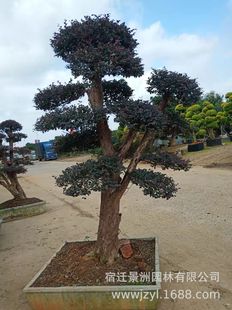�t���^ľ���͘�  �e��ͥԺ�@���^�p�L���� �t����ľ�����l
