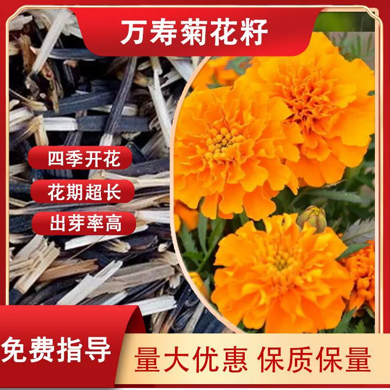 Семена цветов календулы: календула обыкновенная, календула соты, календула скорпион, семена для клумб, специально для цветочных грядок.