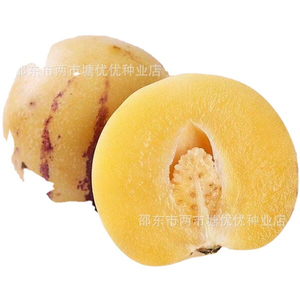 Ginseng fruit seeds