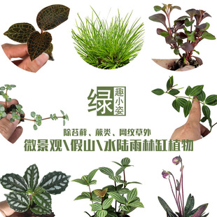 Ecological Bottle Fresh Mini Small Plant Creative DIY Rainforest Tank Water Stone Mountain Potted Hydroponic Moss Micro Landscape
