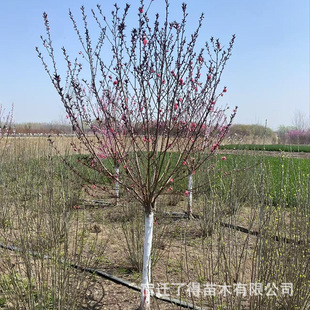 �t�~����Ҏ���Rȫ�޽����~�ҹ��̼�ͥԺ�G�����~��N���B�o����