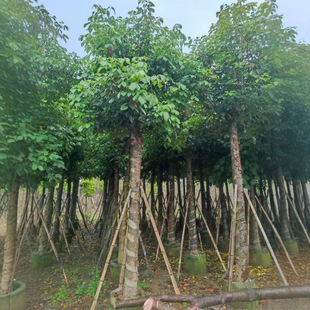 Autumn Maple Sapling Greening Seedling Base Wholesale 12-15cm Autumn Maple Bag Seedlings Engineering Greening Container Seedlings Evergreen