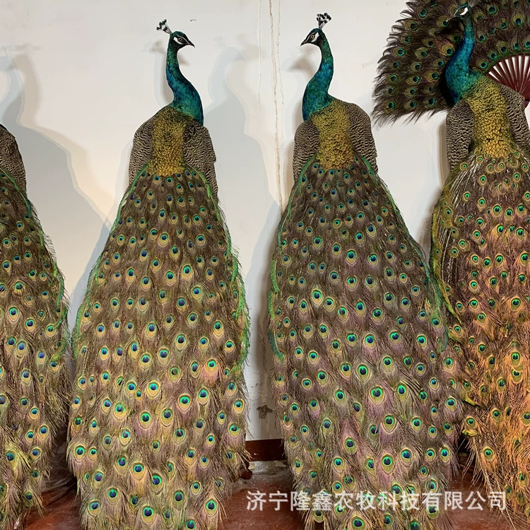 Павлин образец украшения для продажи домашнего офиса пол экземпляр павлина ремесла интерьера павлин украшения