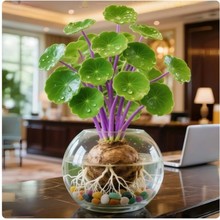 水培山乌龟爬藤植物办公室内桌面好水养活观叶绿植金不换种球盆栽