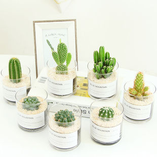Office Desk Green Plants Cactus Succulents Cactus Potted Indoor Small Potted Plants Office Desktop Blooming