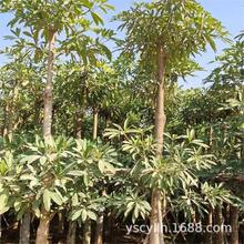 �������ܘ���ܘ����z����Ƥ�����l8-60����