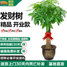 �lؔ�����������ռ�ȩ�͏d�����԰lؔ�䪚�Ƀ����՚��_�I�lؔ��