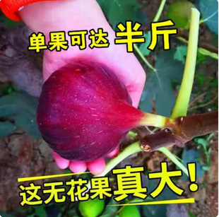 �o���������Թ����粨���t�̈́��͸��R˹��ɫ������BNR�S�a�S˹��
