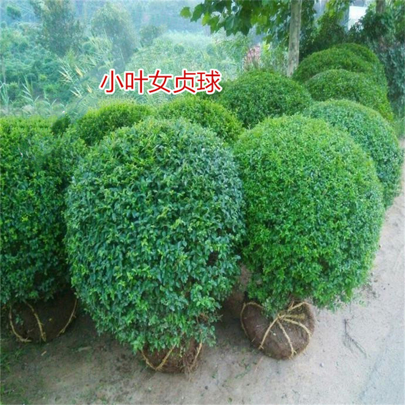 小叶女贞树苗金叶女贞绿化苗庭院别墅小区四季常青球形绿篱工程苗
