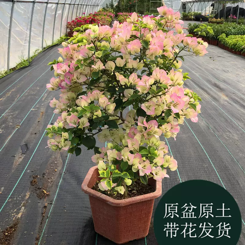 三角梅盆栽带花四季开花新品种苗庭院地栽重瓣多色三角梅爬藤老桩