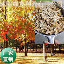 批发林木种子元宝枫种子观赏彩叶树种子五角枫红枫手工制作工艺品