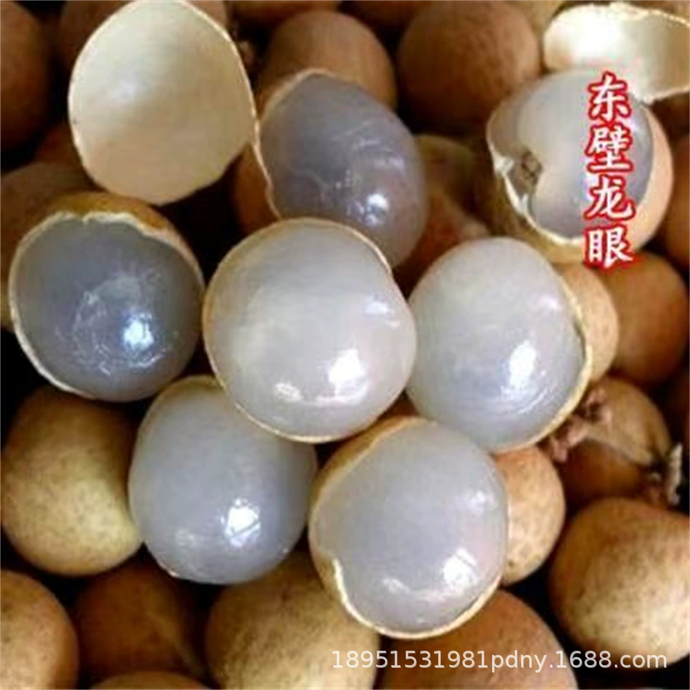 Лонган без коек Лонган без колен Лонган привитая рассада Четыре сезона Хранение Хорошие южные экстра большие результаты рассады шиксии года