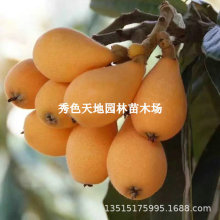 蒙自长虹甜枇杷果树果苗南北方地栽特大盆栽嫁接琵琶树苗当年结果