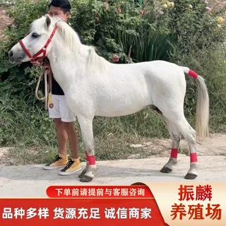 小型设特兰矮马好养吗宠物矮马 湖北什么地方有矮马养殖场
