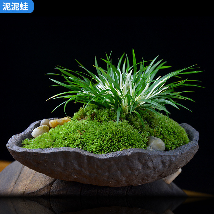 Calamus Bonsai Authentic Money Brocade Coffee Table Handy Fragrant Potted Plant Japanese Gold Ji Study Room Calamus Office Green Plants