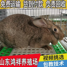 比利时兔厂家现货供应大型比利时肉兔抵抗力强山东肉兔养殖场批发