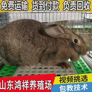 [自产自销鸿祥比利时兔子繁育场低价出售活物兔子比利时肉兔好养活]